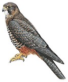 New Zealand Falcon Illustration