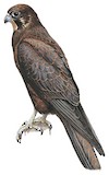 Brown Falcon Illustration