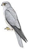 Grey Falcon Illustration