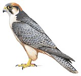 Lanner Falcon Illustration