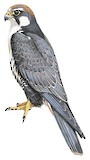 Laggar Falcon Illustration