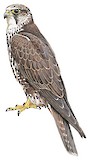 Saker Falcon Illustration