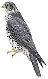 Gyrfalcon Illustration