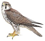 Prairie Falcon Illustration