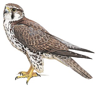 Prairie Falcon