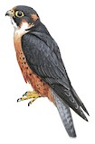 Taita Falcon Illustration