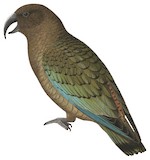 Kea Illustration