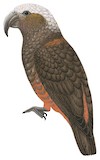 New Zealand Kaka Illustration