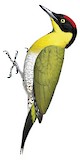 Black-headed Woodpecker Illustration