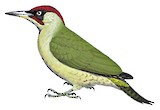 European Green Woodpecker Illustration