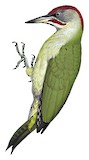 Iberian Green Woodpecker Illustration