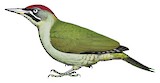 Levaillant's Woodpecker Illustration