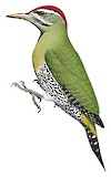 Scaly-bellied Woodpecker Illustration