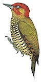 Rufous-winged Woodpecker Illustration