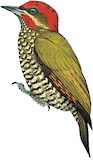 Stripe-cheeked Woodpecker Illustration