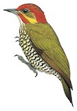 White-throated Woodpecker Illustration