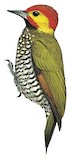 Lita Woodpecker Illustration