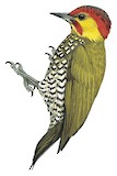 Yellow-throated Woodpecker Illustration