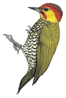yellow woodpecker