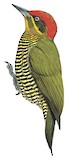 Golden-green Woodpecker Illustration