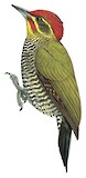 Yellow-browed Woodpecker Illustration