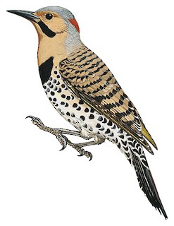 Northern Flicker