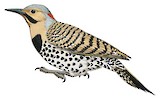 Northern Flicker Illustration