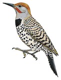 Gilded Flicker Illustration