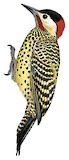 Green-barred Woodpecker Illustration