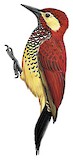 Crimson-mantled Woodpecker Illustration