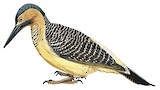 Andean Flicker Illustration