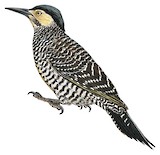 Chilean Flicker Illustration