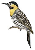 Campo Flicker Illustration