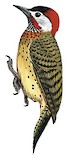 Spot-breasted Woodpecker Illustration