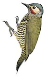 Grey-crowned Woodpecker Illustration