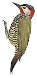 Golden-olive Woodpecker Illustration