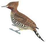 Cinnamon Woodpecker Illustration