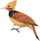 Ringed Woodpecker Illustration