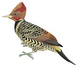 Rufous-headed Woodpecker Illustration