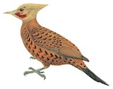 Chestnut-colored Woodpecker Illustration