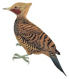 Waved Woodpecker Illustration