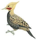 Ochre-backed Woodpecker Illustration