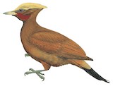 Chestnut Woodpecker Illustration