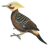 Pale-crested Woodpecker Illustration