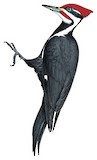 Pileated Woodpecker Illustration