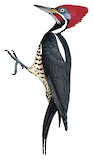 Lineated Woodpecker Illustration