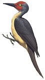 Ashy Woodpecker Illustration