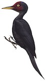 Northern Sooty Woodpecker Illustration