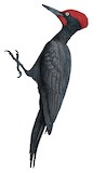 Andaman Woodpecker Illustration