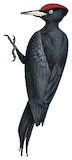 Black Woodpecker Illustration